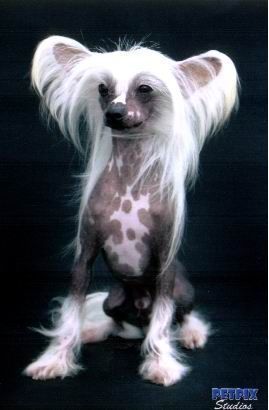 chinese crested for sale